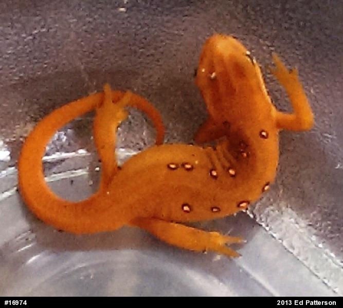 Red-spotted Newt