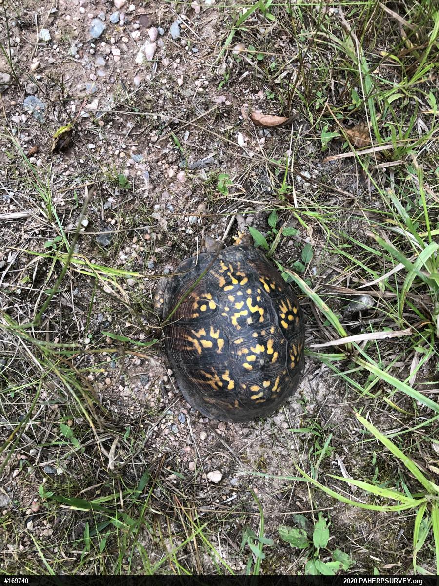 Eastern Box Turtle