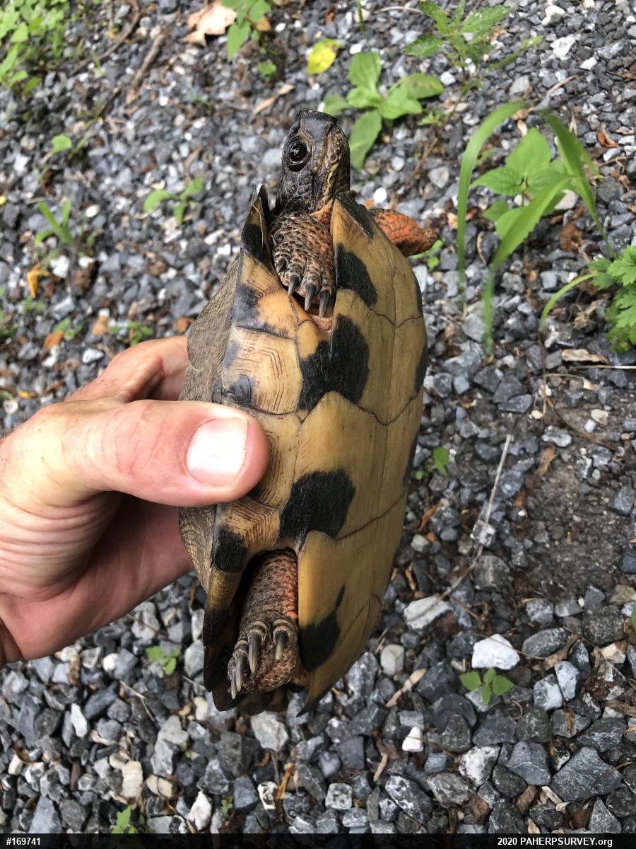 Wood Turtle