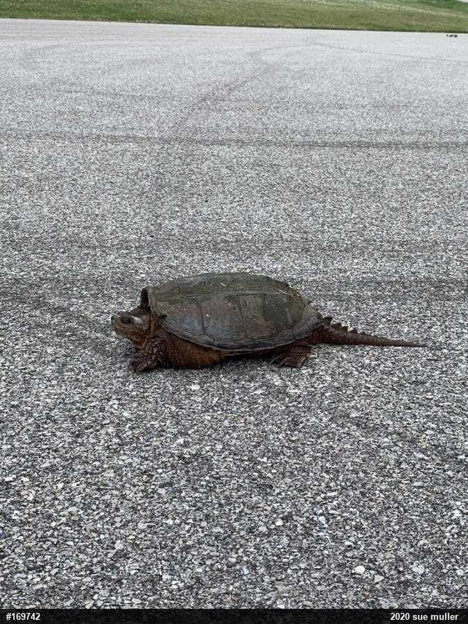 Snapping Turtle