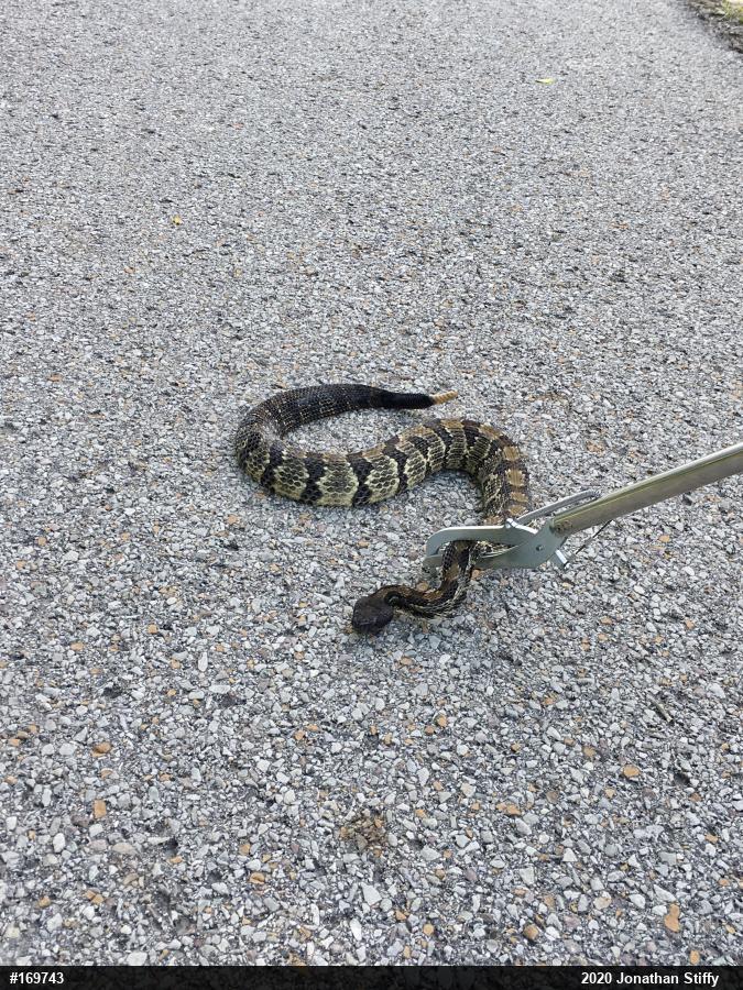 Timber Rattlesnake