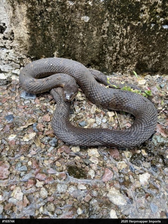 Northern Watersnake