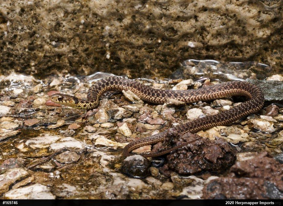 Eastern Gartersnake