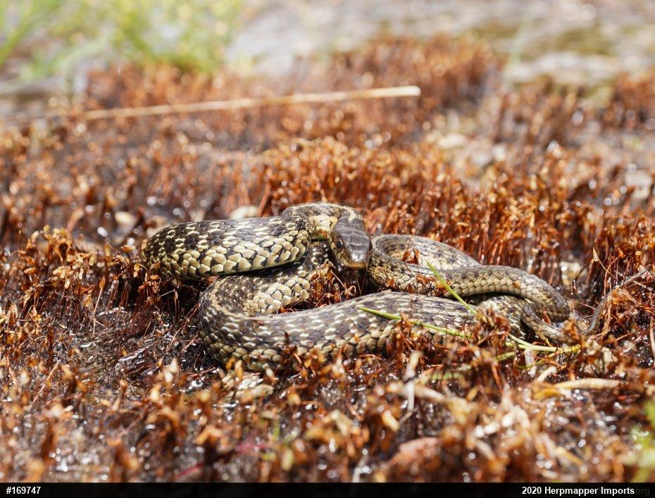Eastern Gartersnake
