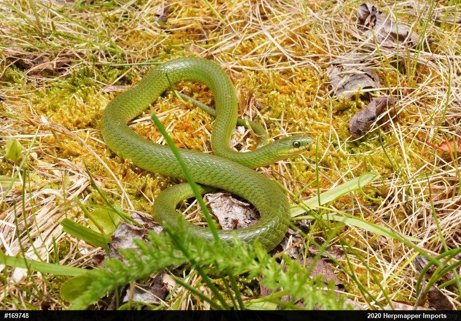 Smooth Greensnake
