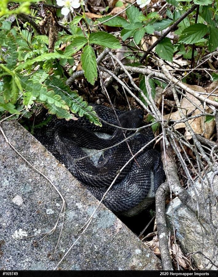 Timber Rattlesnake