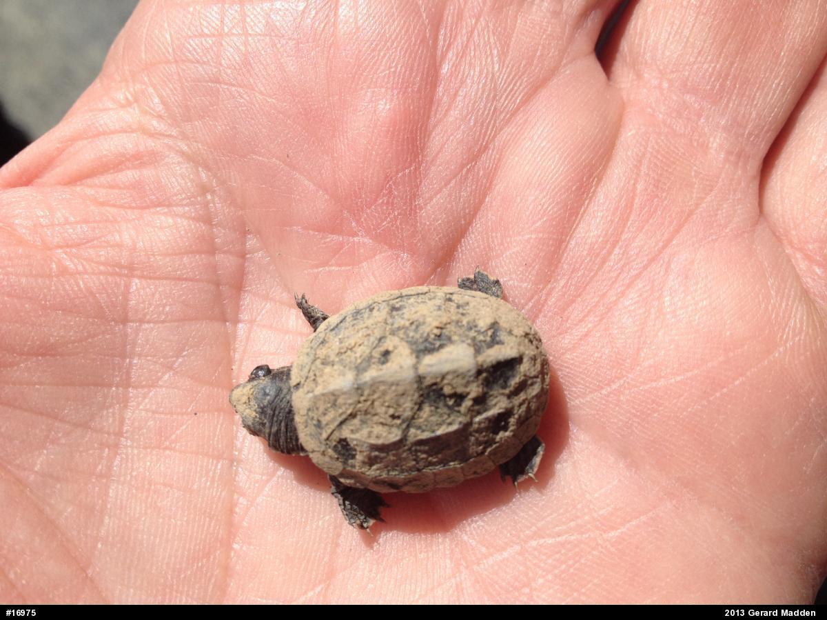 Eastern Musk Turtle