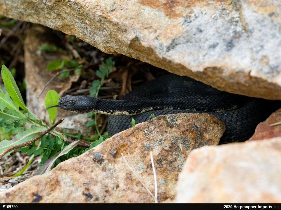 Timber Rattlesnake