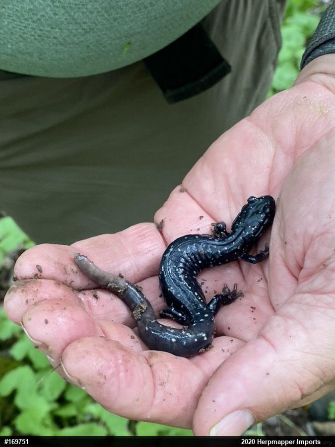Northern Slimy Salamander