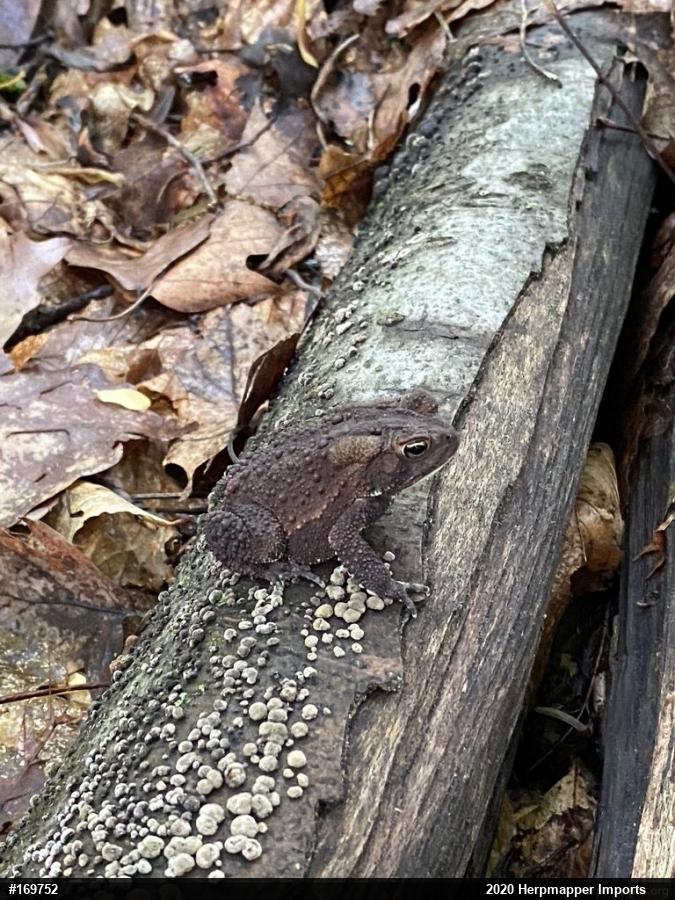 Eastern American Toad