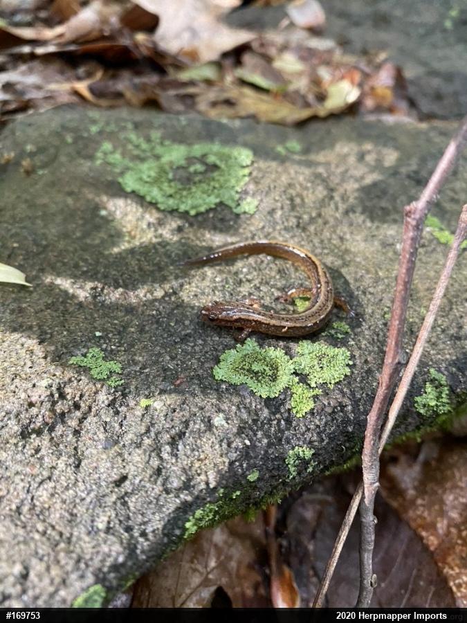 Northern Two-lined Salamander