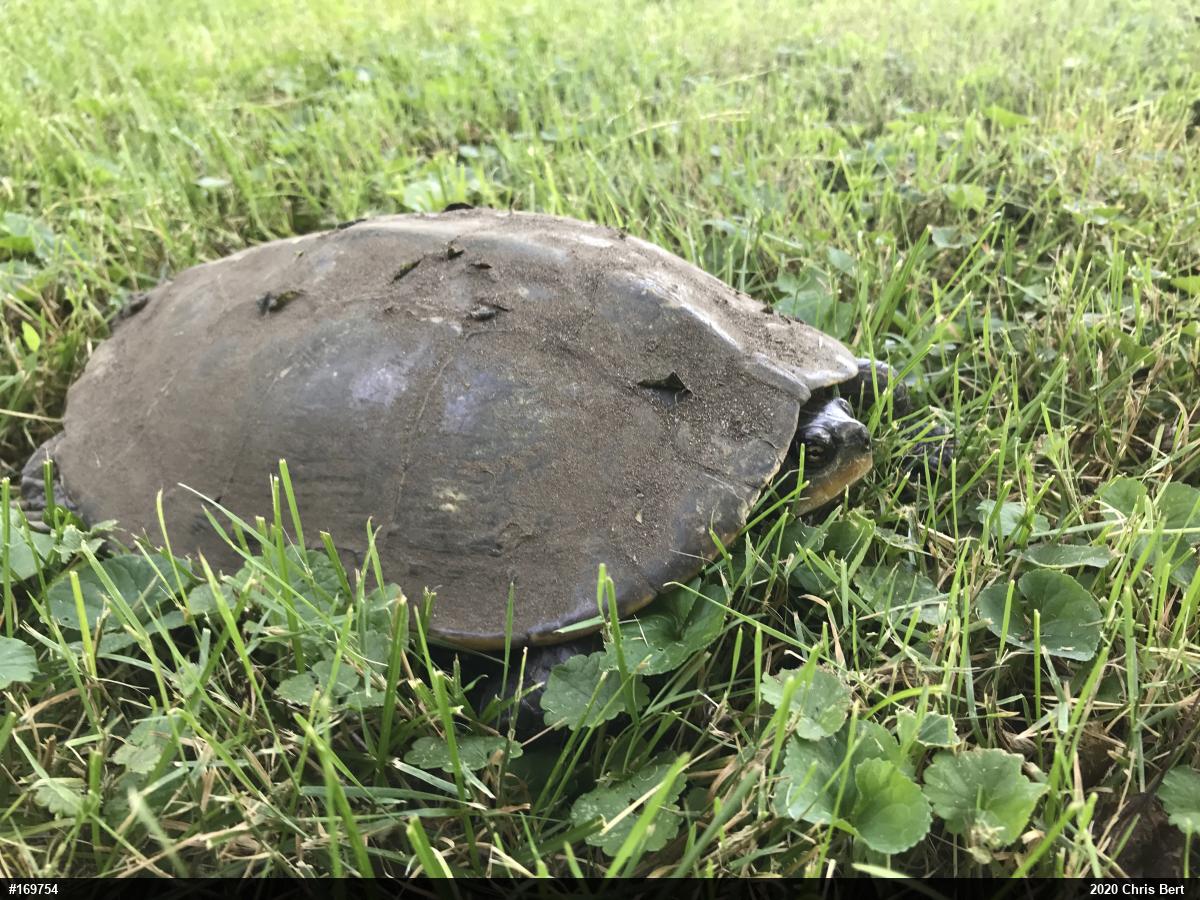 Northern Map Turtle