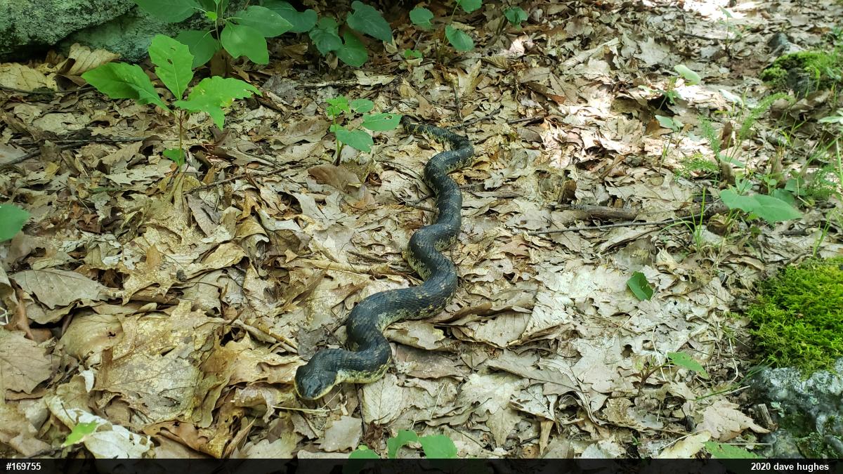 Eastern Hog-nosed Snake