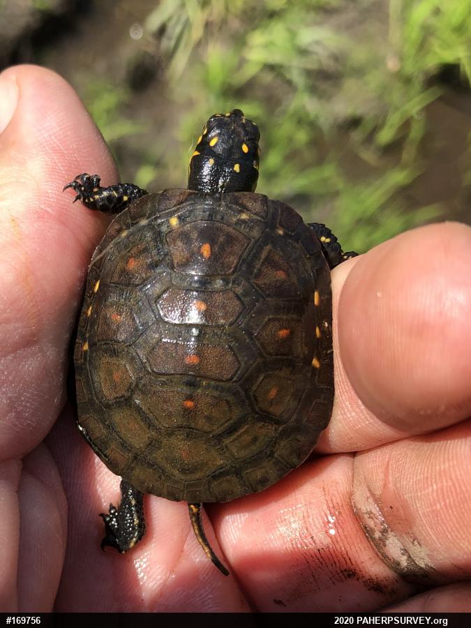 Spotted Turtle