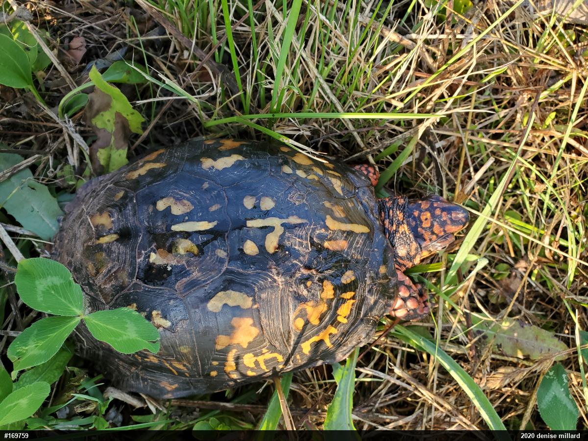 Eastern Box Turtle