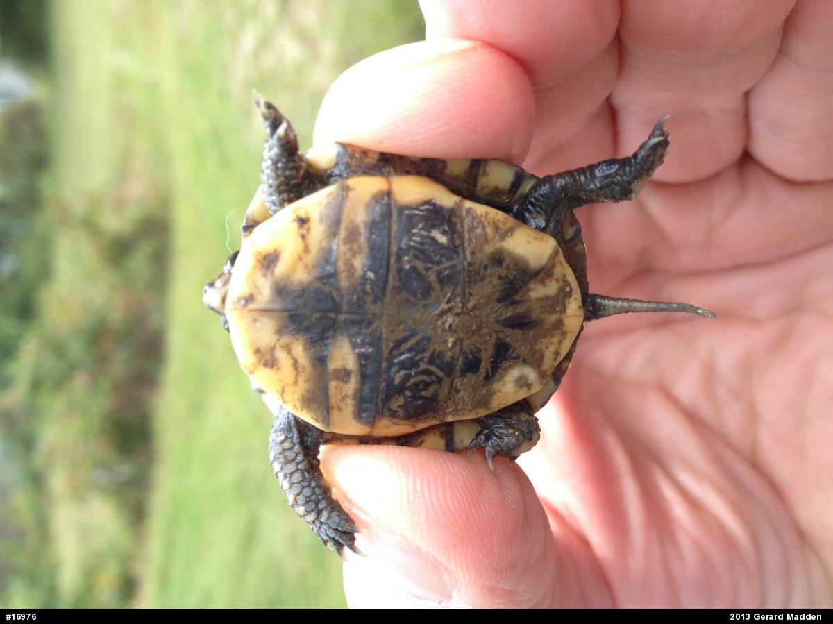 Eastern Box Turtle