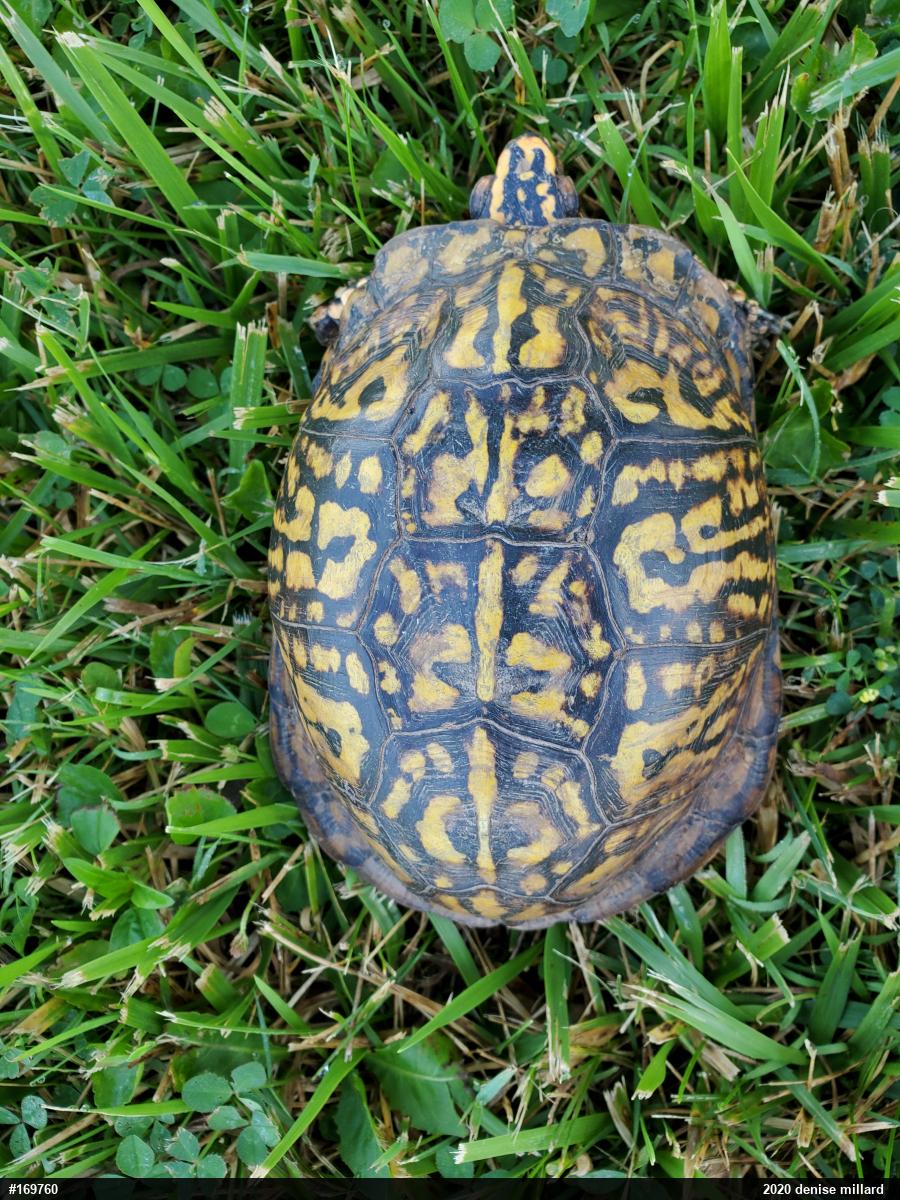 Eastern Box Turtle