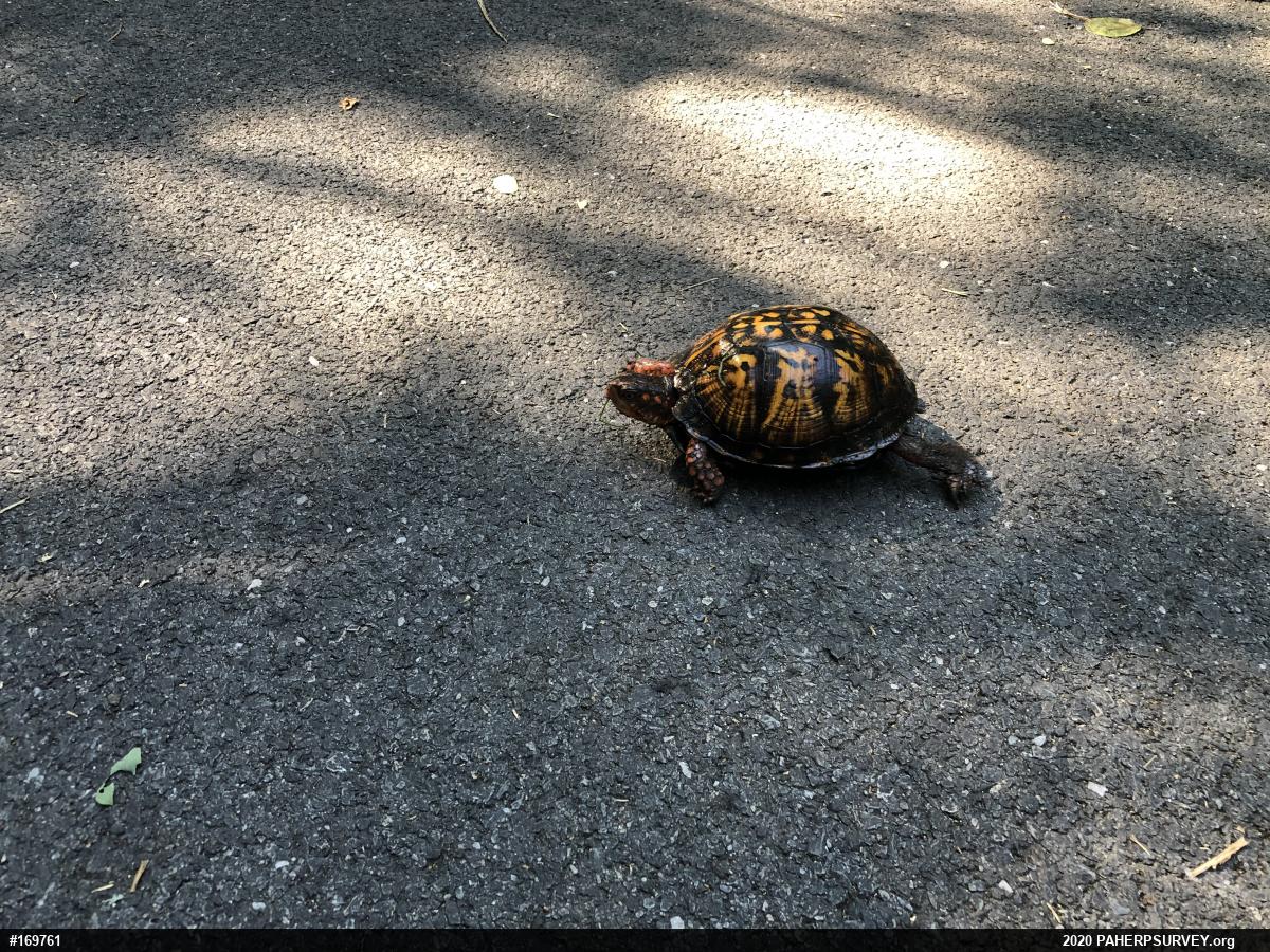 Eastern Box Turtle