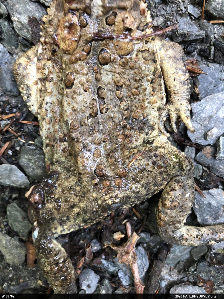 Eastern American Toad