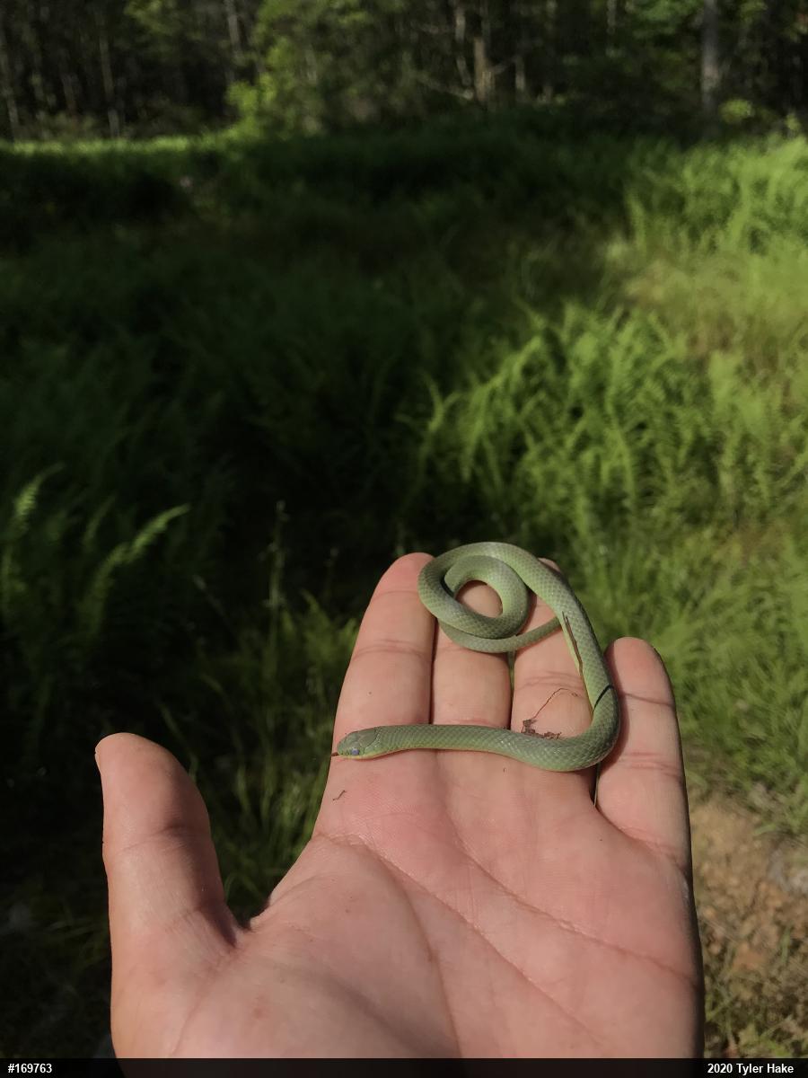 Smooth Greensnake