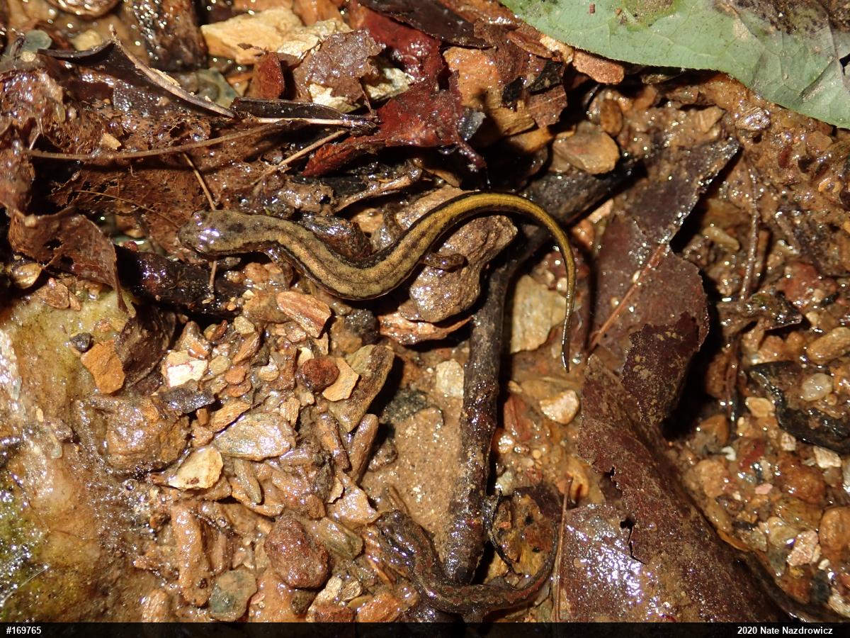 Northern Two-lined Salamander