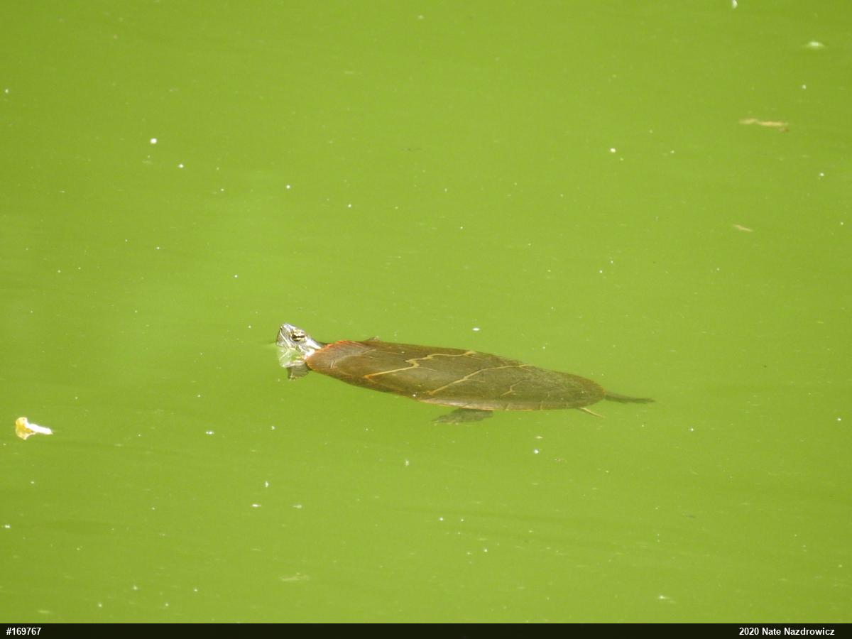 Eastern Painted Turtle