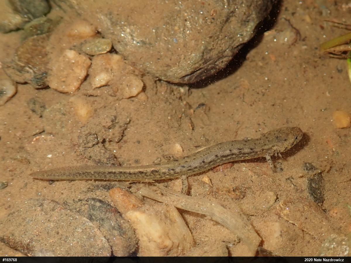 Northern Two-lined Salamander