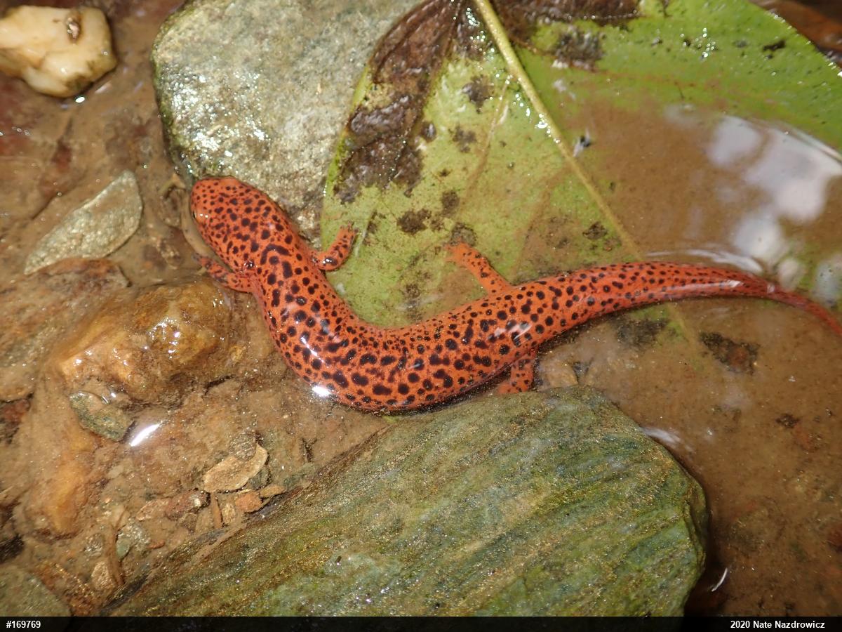 Northern Red Salamander