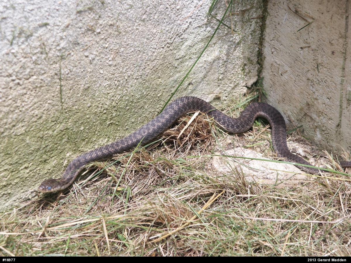 Eastern Gartersnake