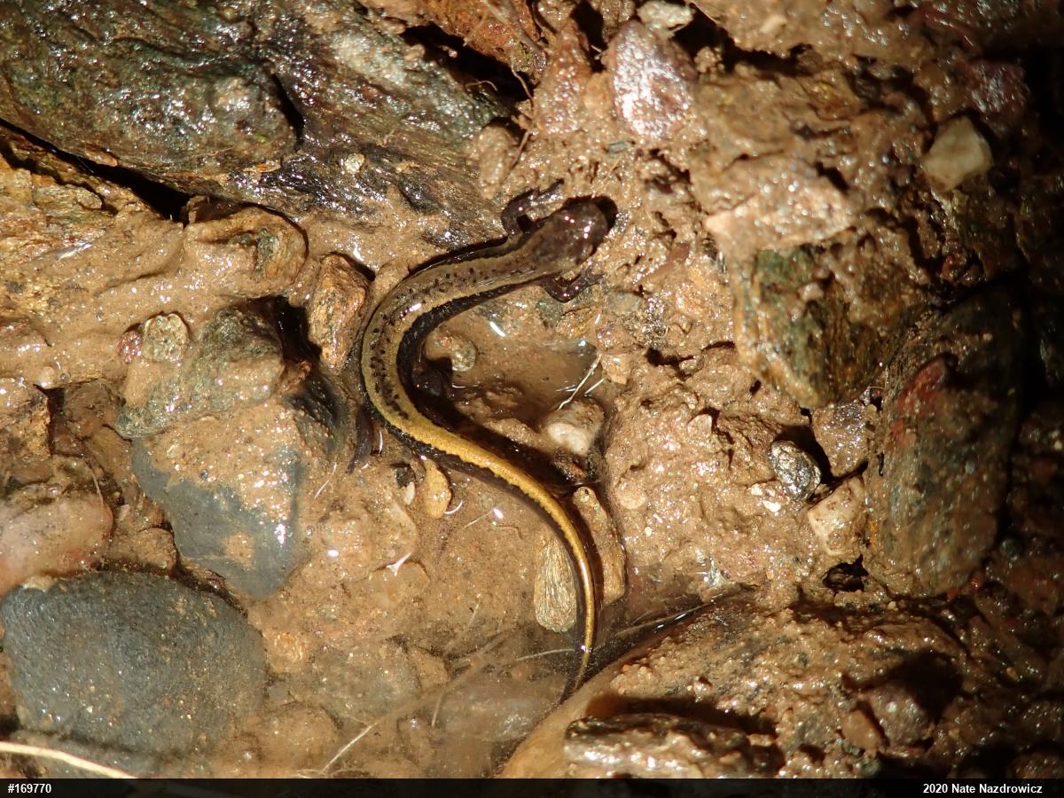 Northern Two-lined Salamander