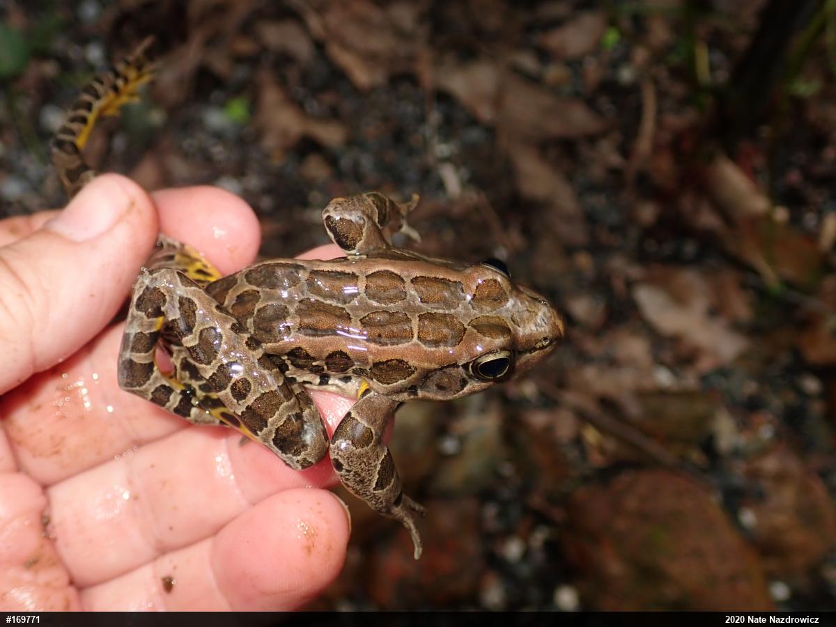 Pickerel Frog