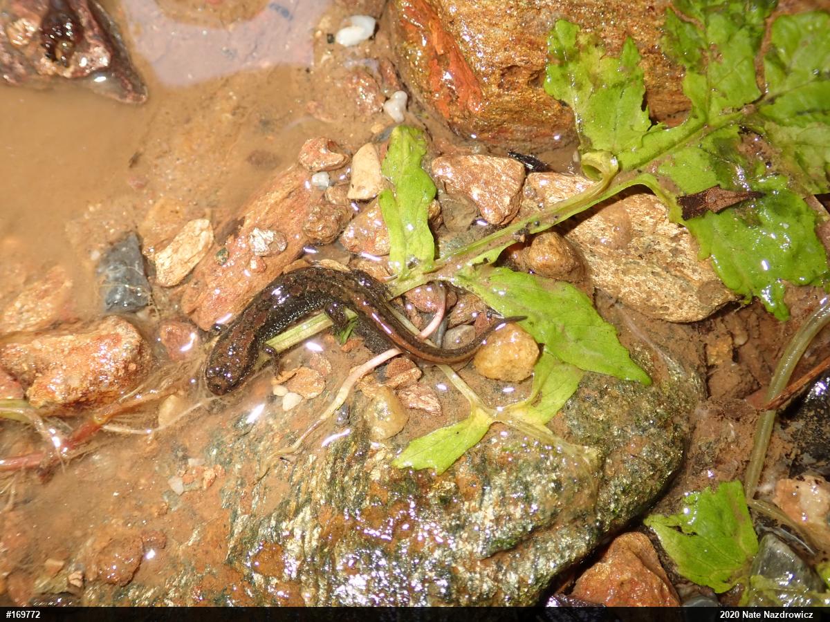 Northern Dusky Salamander