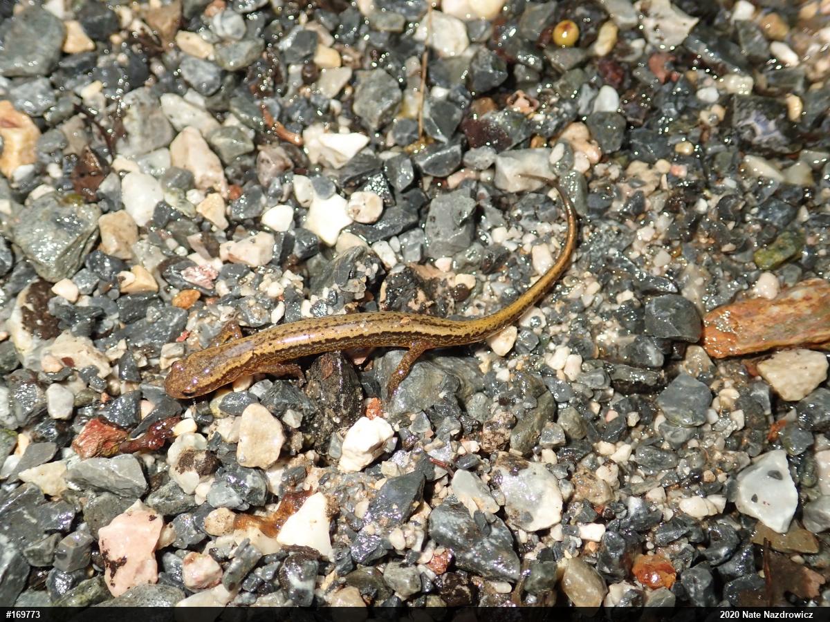 Northern Two-lined Salamander