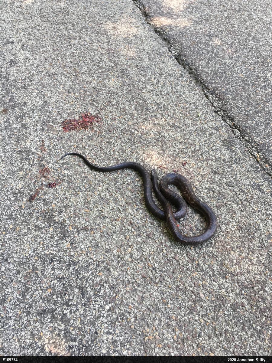 Eastern Ratsnake