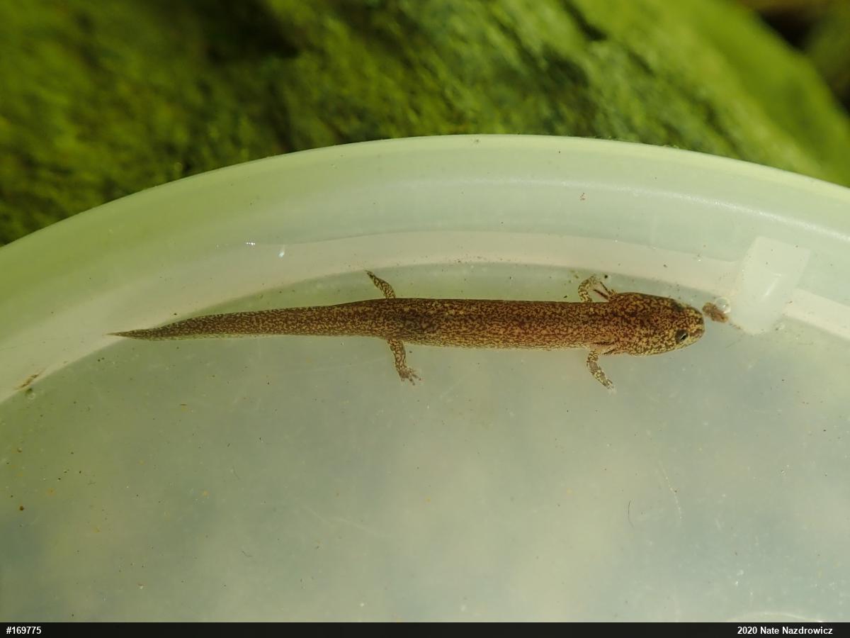 Northern Red Salamander