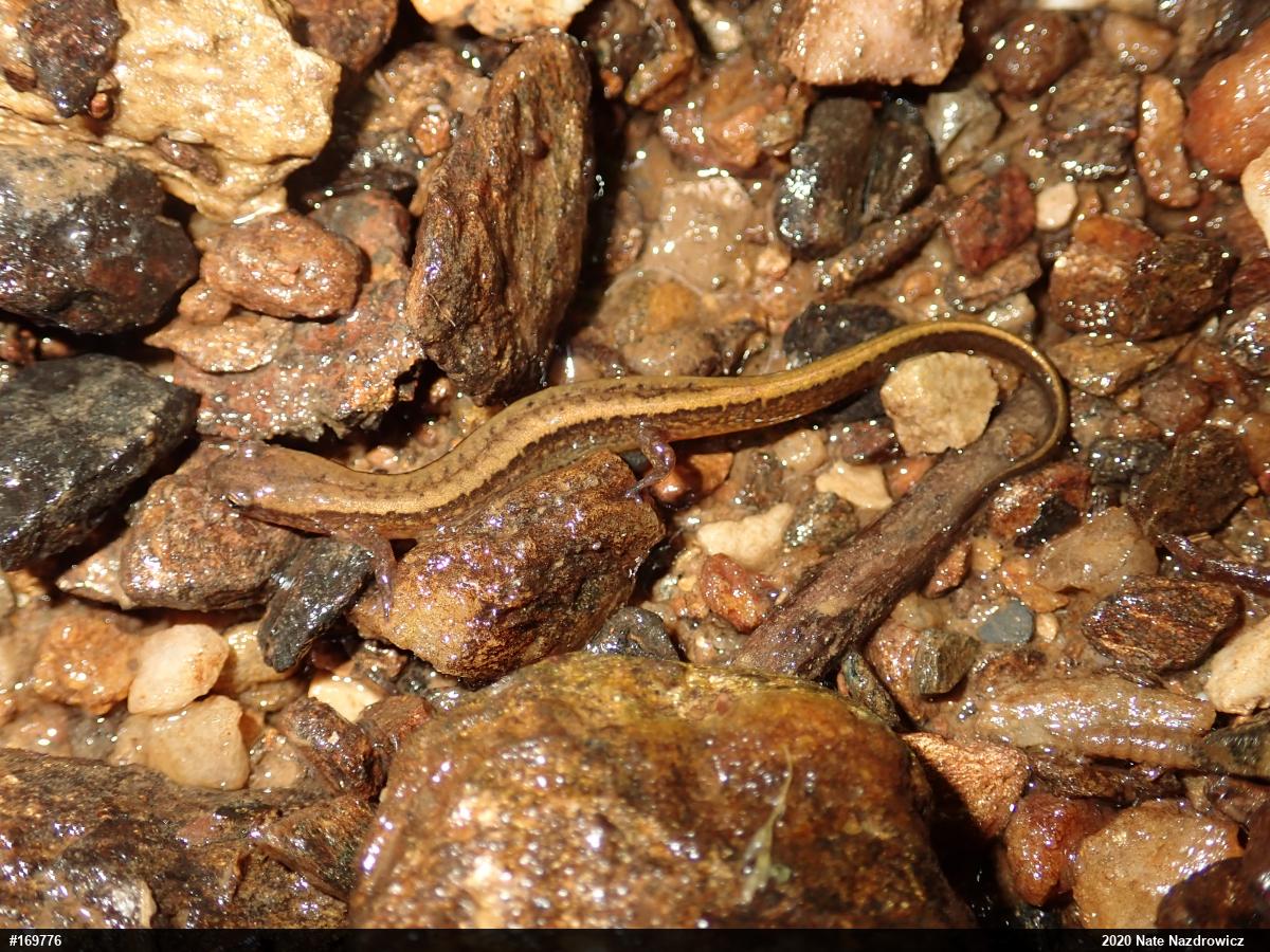 Northern Two-lined Salamander