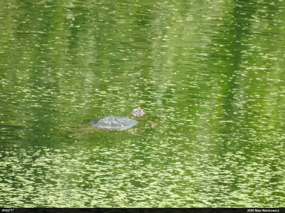 Snapping Turtle