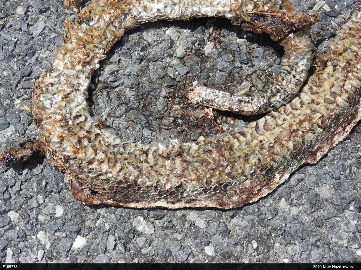 Northern Watersnake