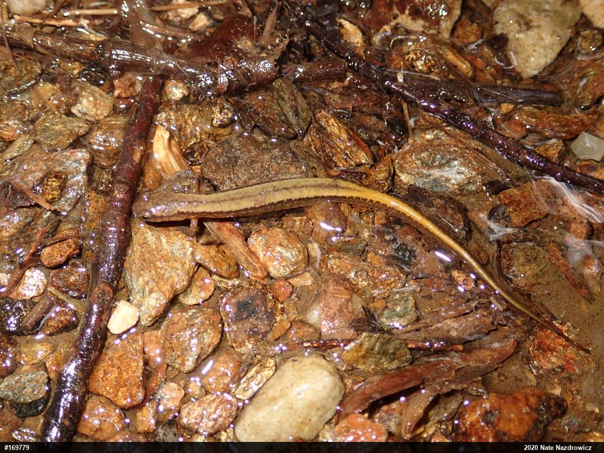 Northern Two-lined Salamander