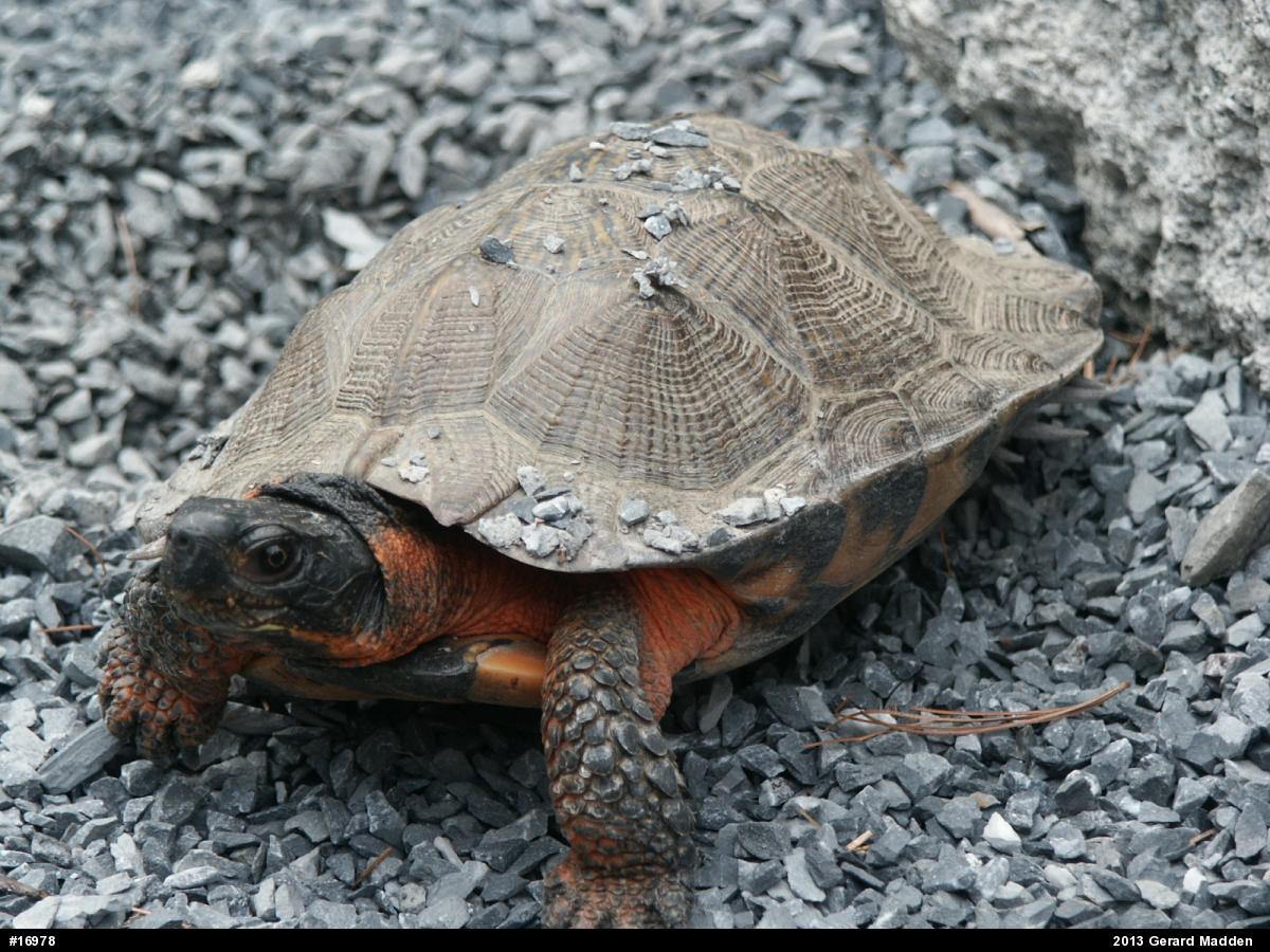 Wood Turtle
