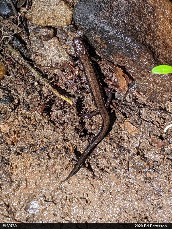 Allegheny Mountain Dusky Salamander