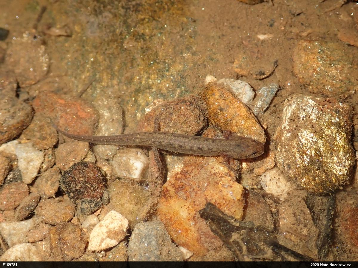 Northern Two-lined Salamander