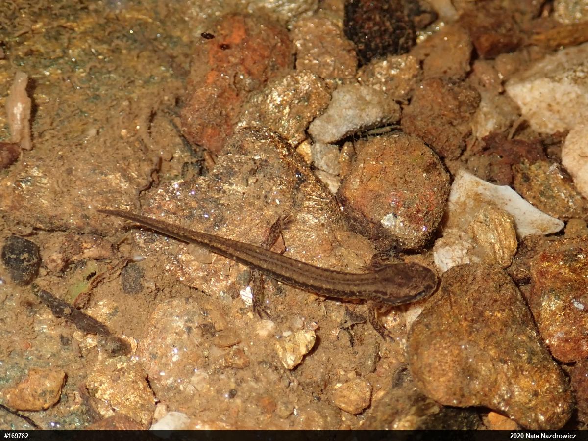 Eastern Long-tailed Salamander