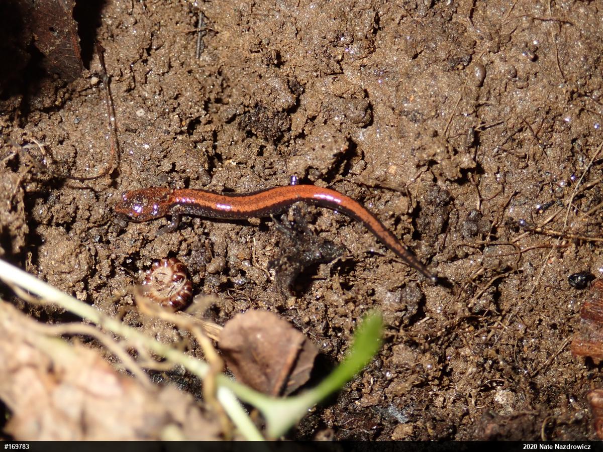 Eastern Red-backed  Salamander