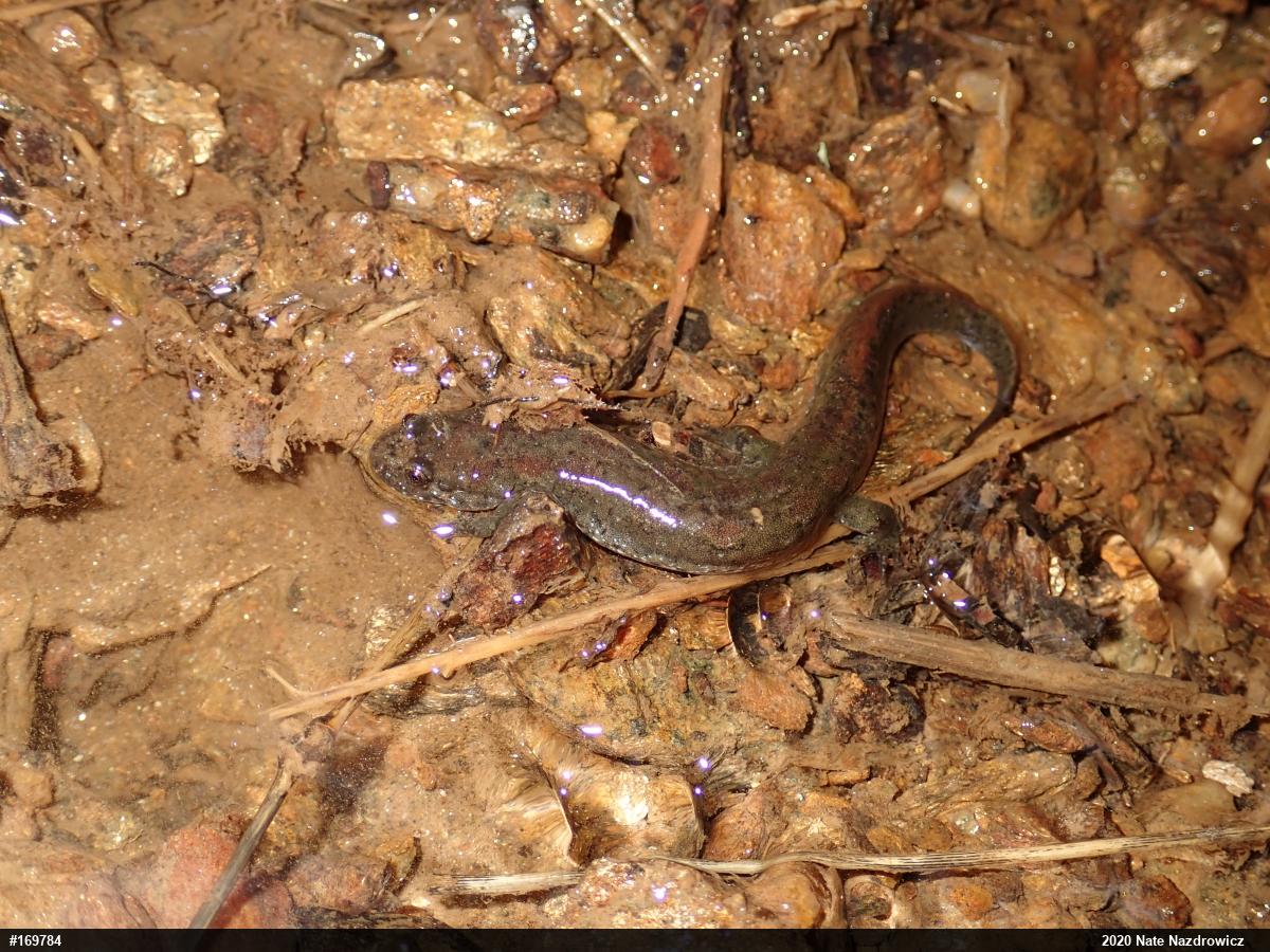 Northern Dusky Salamander