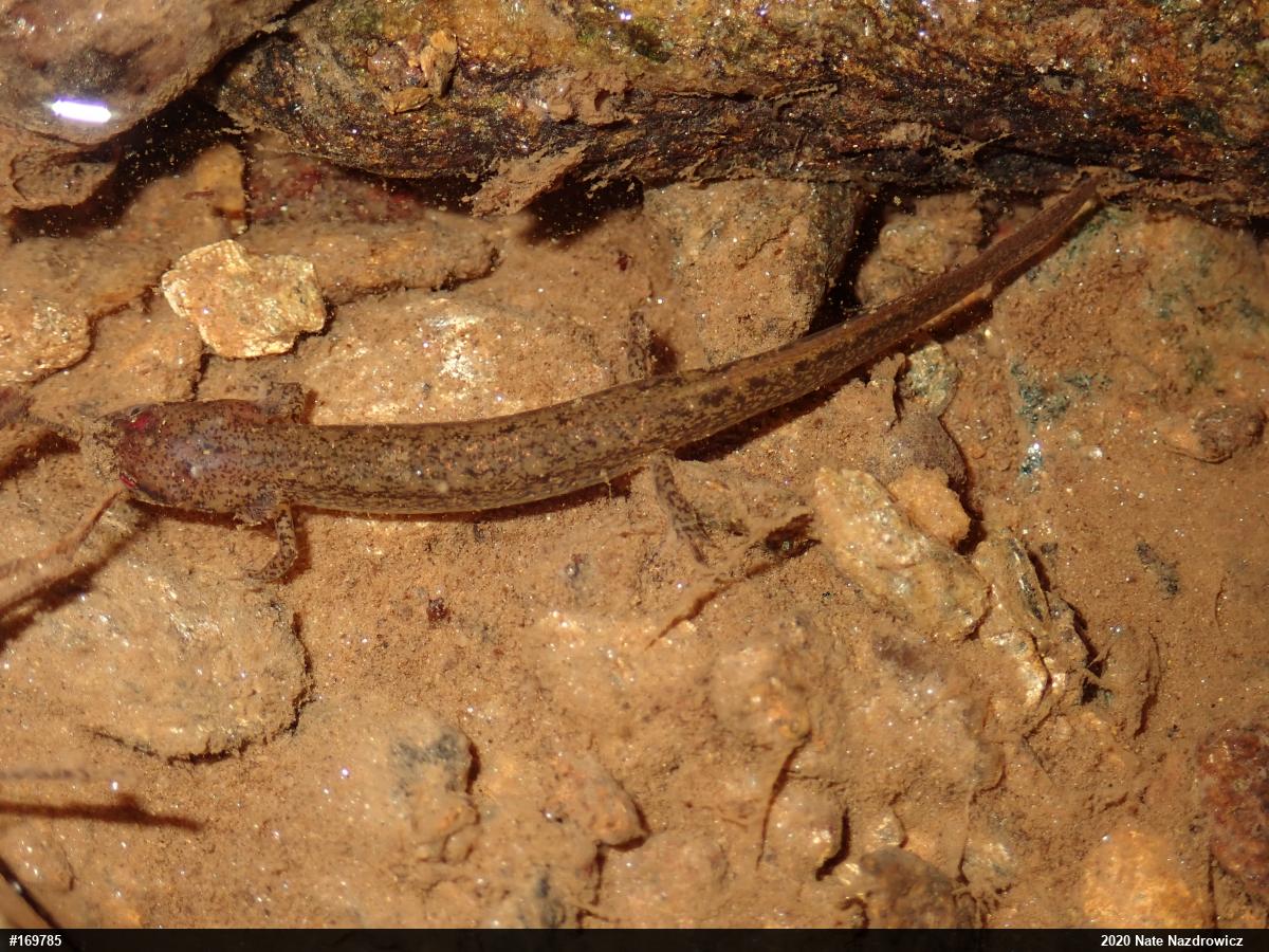 Northern Two-lined Salamander