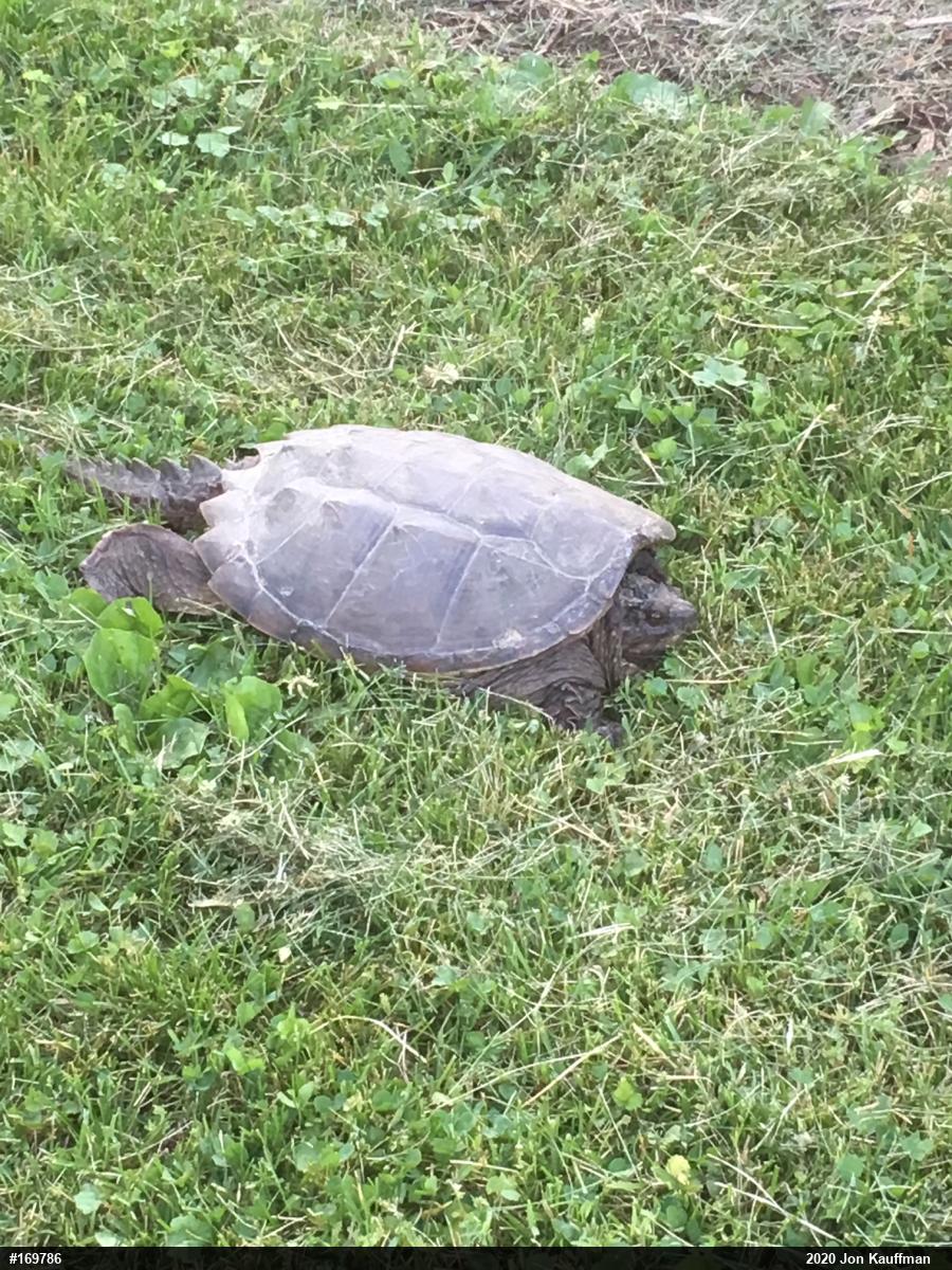 Snapping Turtle