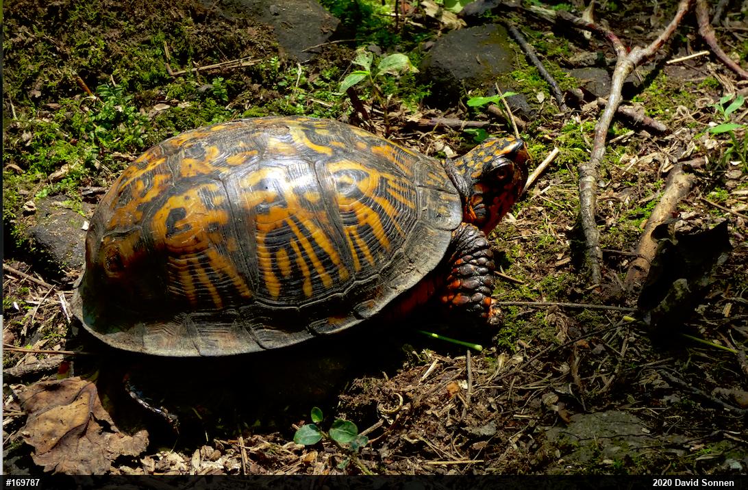 Eastern Box Turtle
