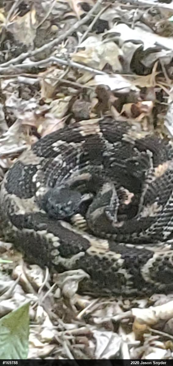 Timber Rattlesnake