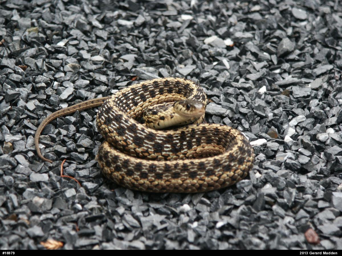 Eastern Gartersnake